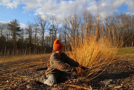 Crystal Van Gaasbeck harvests basketry willow at Under the Tree Farm in Willseville, NY