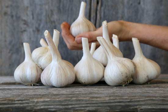 Garlic now for sale online!