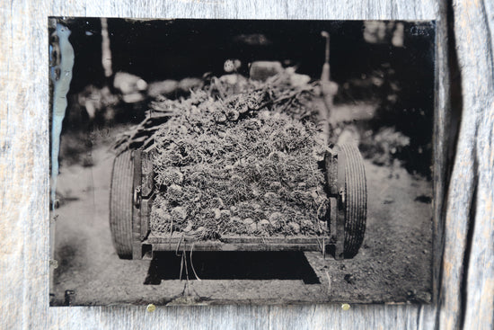 Load image into Gallery viewer, Garlic Harvest Tintype
