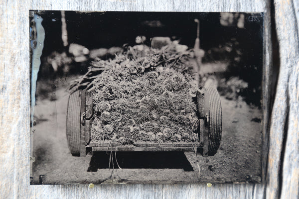 Garlic Harvest Tintype