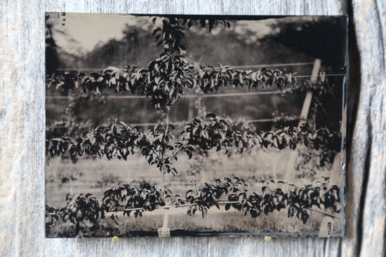 Load image into Gallery viewer, Pear Espalier Tintype
