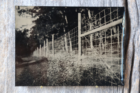 Wildflowers Along the Fence Tintype