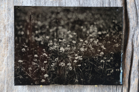 Wildflowers no.1 Tintype