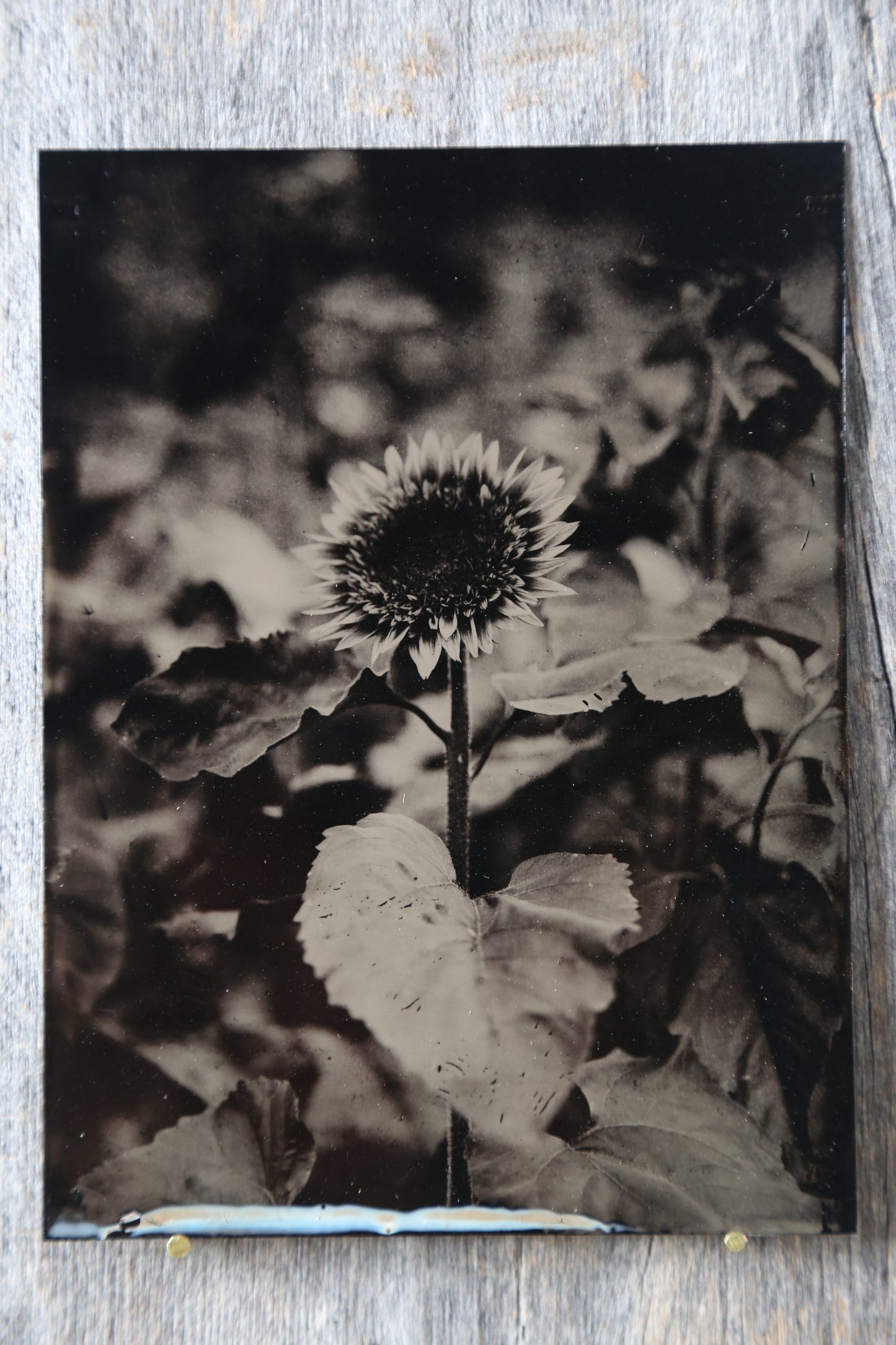 Sunflower Tintype