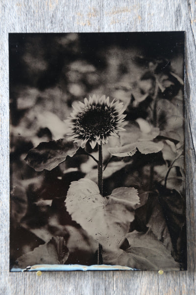 Sunflower Tintype
