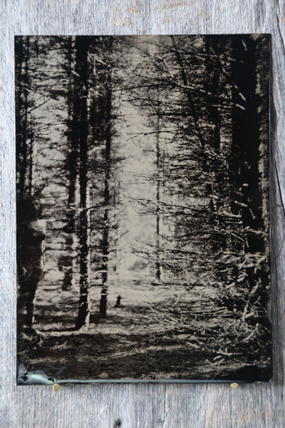 Forest Nymph no.2 Tintype