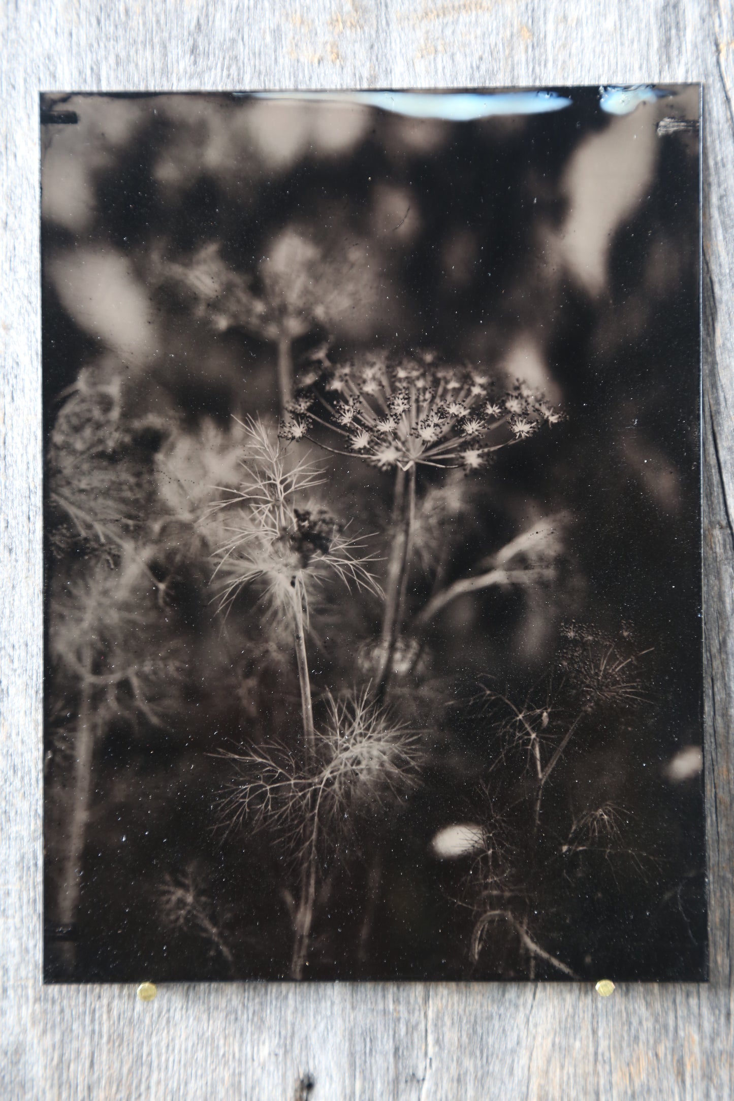 Load image into Gallery viewer, Dill No.2 Tintype
