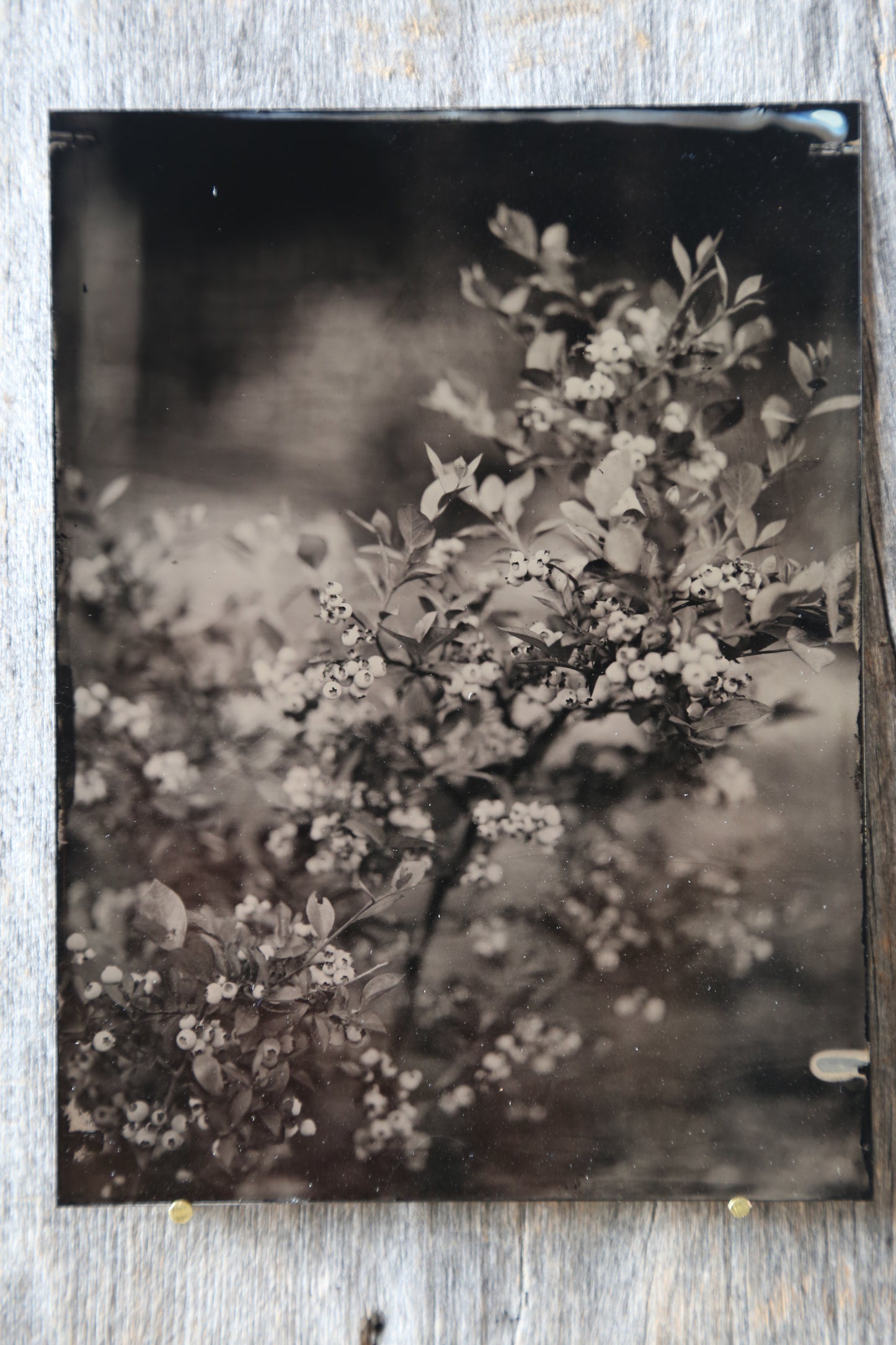 Load image into Gallery viewer, Blueberries no.4 Tintype
