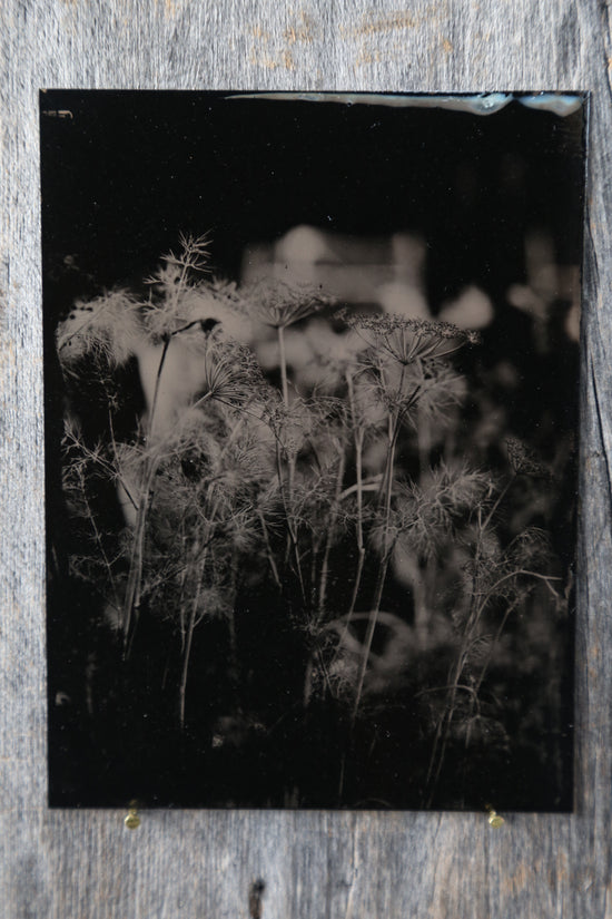 Load image into Gallery viewer, Dill No.3 Tintype
