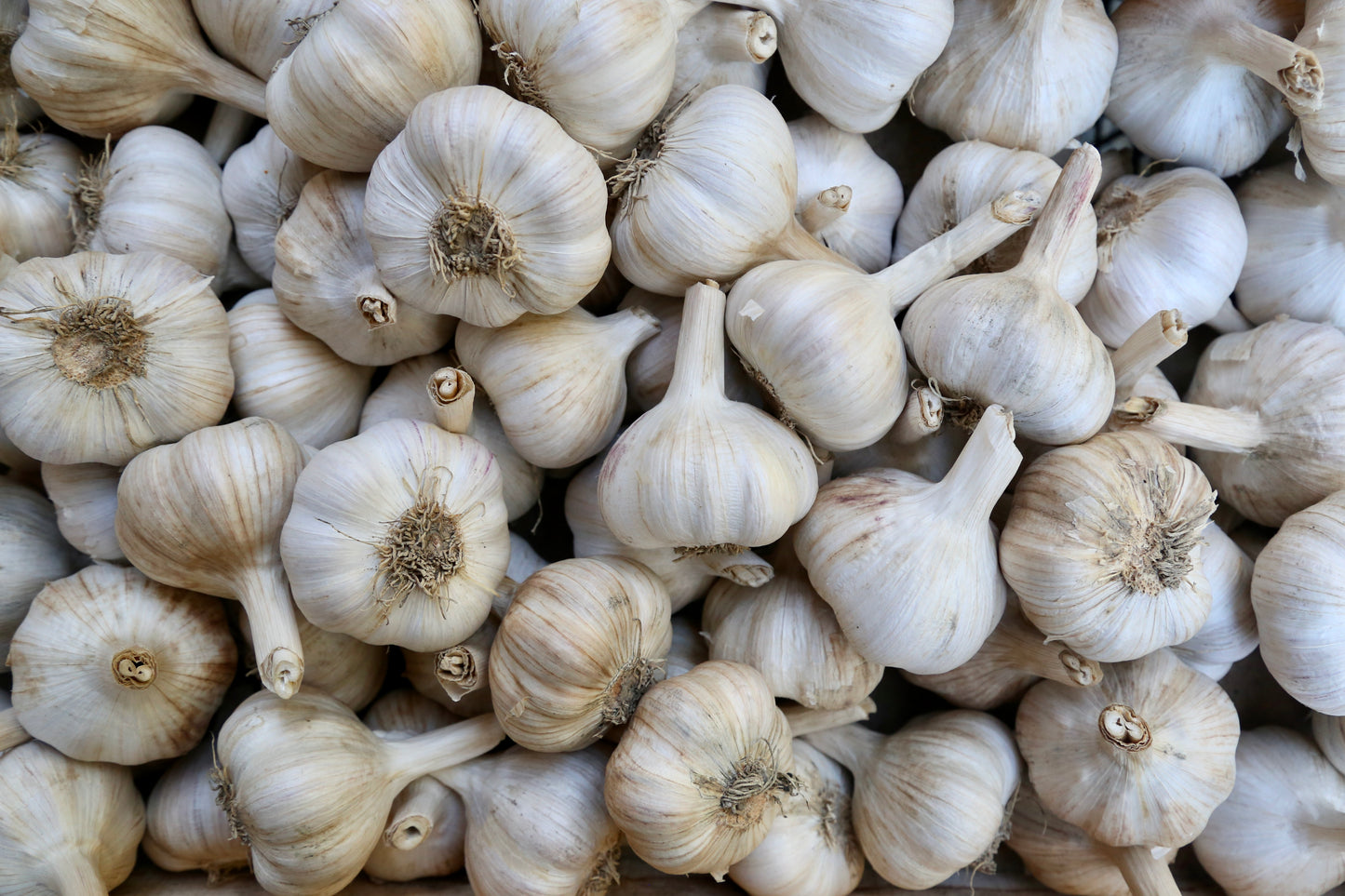 Load image into Gallery viewer, 1 Pound Garlic *SOLD OUT FOR 2023*
